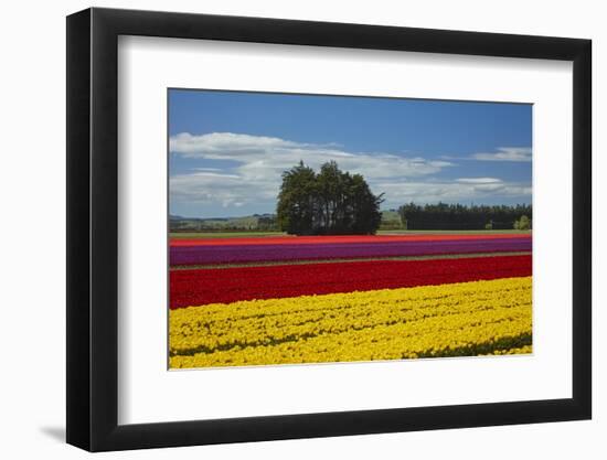 Colorful tulip fields, Edendale, Southland, South Island, New Zealand-David Wall-Framed Photographic Print