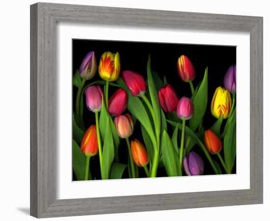 Colorful Tulips Isolated Against a Black Background-Christian Slanec-Framed Photographic Print