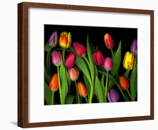 Colorful Tulips Isolated Against a Black Background-Christian Slanec-Framed Photographic Print