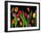 Colorful Tulips Isolated Against a Black Background-Christian Slanec-Framed Photographic Print