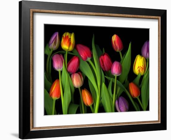 Colorful Tulips Isolated Against a Black Background-Christian Slanec-Framed Photographic Print