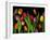 Colorful Tulips Isolated Against a Black Background-Christian Slanec-Framed Photographic Print