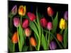 Colorful Tulips Isolated Against a Black Background-Christian Slanec-Mounted Photographic Print