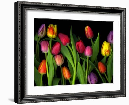 Colorful Tulips Isolated Against a Black Background-Christian Slanec-Framed Photographic Print