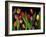 Colorful Tulips Isolated Against a Black Background-Christian Slanec-Framed Photographic Print