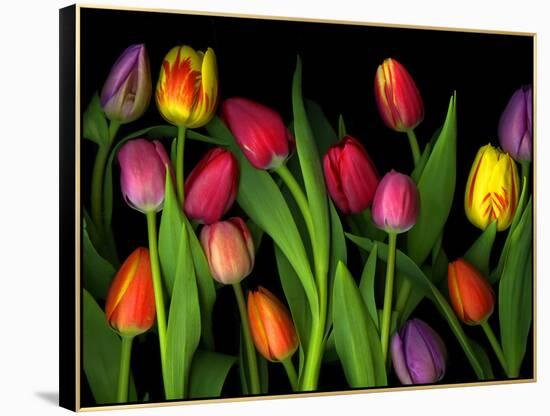 Colorful Tulips Isolated Against a Black Background-Christian Slanec-Framed Premier Image Canvas