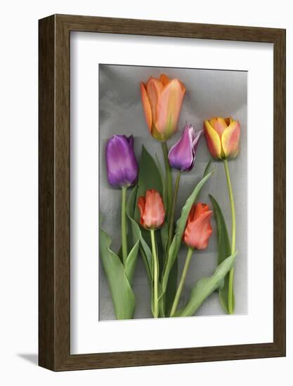 Colorful Tulips on White Background-Anna Miller-Framed Photographic Print