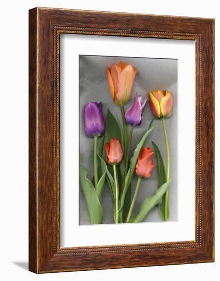 Colorful Tulips on White Background-Anna Miller-Framed Photographic Print