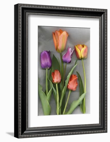 Colorful Tulips on White Background-Anna Miller-Framed Photographic Print