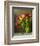 Colorful Tulips Still Life-null-Framed Art Print