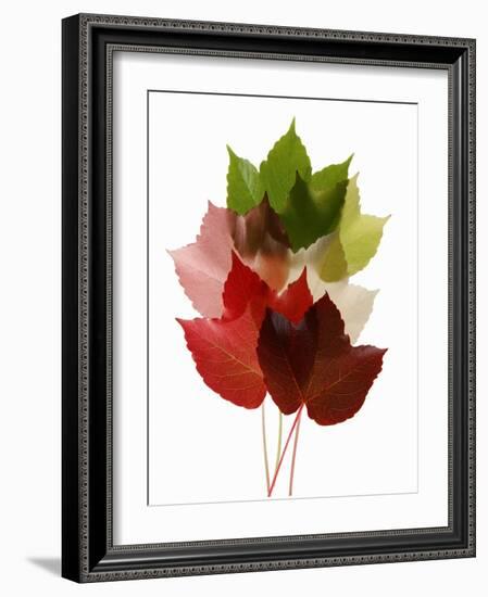 Colorful Virginia Creeper Leaves-Bodo A^ Schieren-Framed Photographic Print