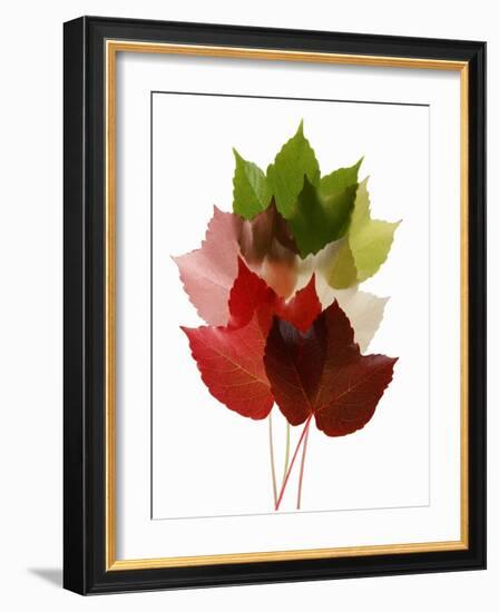 Colorful Virginia Creeper Leaves-Bodo A^ Schieren-Framed Photographic Print