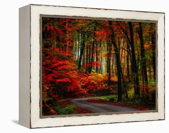 Colorful Way-Philippe Sainte-Laudy-Framed Premier Image Canvas