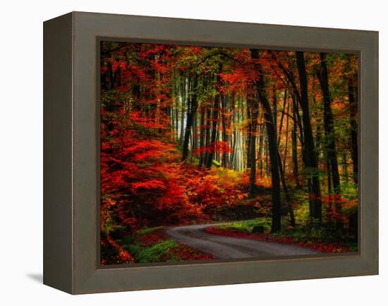 Colorful Way-Philippe Sainte-Laudy-Framed Premier Image Canvas