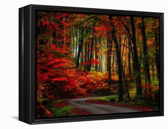 Colorful Way-Philippe Sainte-Laudy-Framed Premier Image Canvas