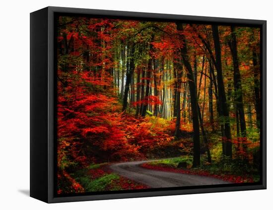 Colorful Way-Philippe Sainte-Laudy-Framed Premier Image Canvas