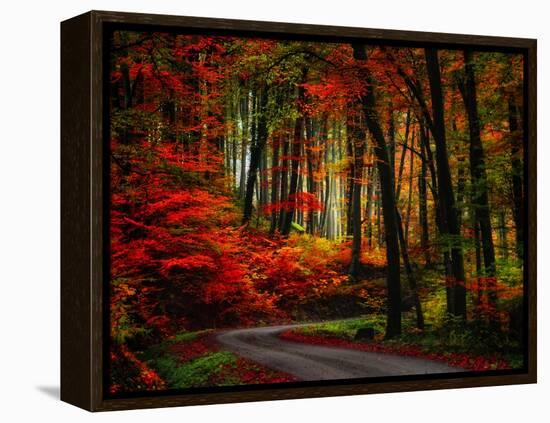 Colorful Way-Philippe Sainte-Laudy-Framed Premier Image Canvas