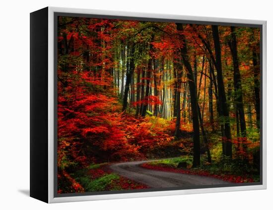 Colorful Way-Philippe Sainte-Laudy-Framed Premier Image Canvas