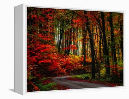 Colorful Way-Philippe Sainte-Laudy-Framed Premier Image Canvas