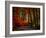 Colorful Way-Philippe Sainte-Laudy-Framed Photographic Print