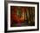 Colorful Way-Philippe Sainte-Laudy-Framed Photographic Print