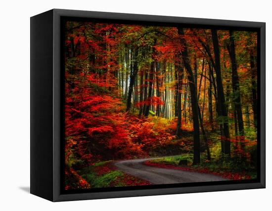 Colorful Way-Philippe Sainte-Laudy-Framed Premier Image Canvas