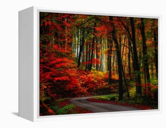 Colorful Way-Philippe Sainte-Laudy-Framed Premier Image Canvas