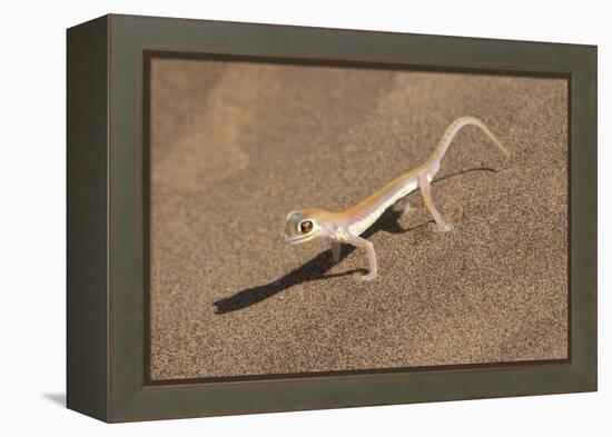Colorful Web-footed or Palmatogecko gecko-Brenda Tharp-Framed Premier Image Canvas