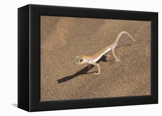 Colorful Web-footed or Palmatogecko gecko-Brenda Tharp-Framed Premier Image Canvas