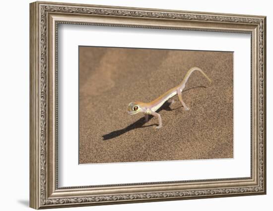 Colorful Web-footed or Palmatogecko gecko-Brenda Tharp-Framed Photographic Print