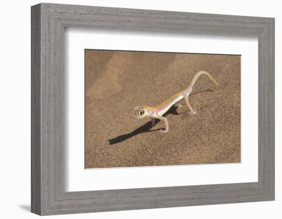 Colorful Web-footed or Palmatogecko gecko-Brenda Tharp-Framed Photographic Print