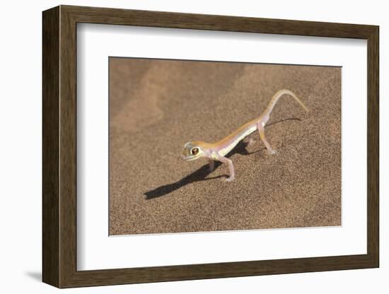 Colorful Web-footed or Palmatogecko gecko-Brenda Tharp-Framed Photographic Print