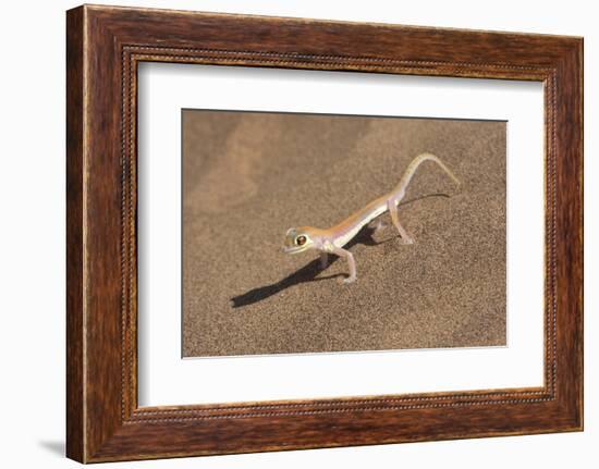 Colorful Web-footed or Palmatogecko gecko-Brenda Tharp-Framed Photographic Print