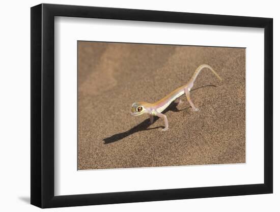 Colorful Web-footed or Palmatogecko gecko-Brenda Tharp-Framed Photographic Print