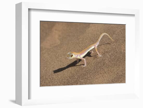 Colorful Web-footed or Palmatogecko gecko-Brenda Tharp-Framed Photographic Print