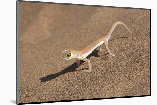 Colorful Web-footed or Palmatogecko gecko-Brenda Tharp-Mounted Photographic Print
