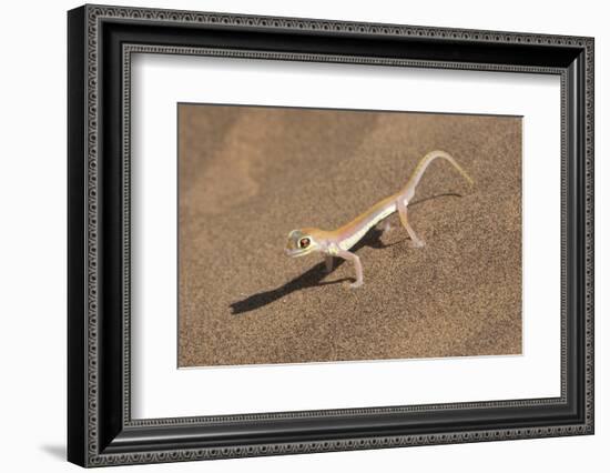 Colorful Web-footed or Palmatogecko gecko-Brenda Tharp-Framed Photographic Print