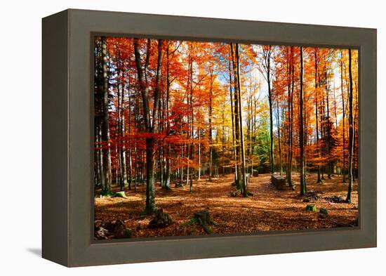 Colorful World-Philippe Sainte-Laudy-Framed Premier Image Canvas