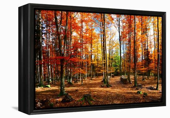 Colorful World-Philippe Sainte-Laudy-Framed Premier Image Canvas