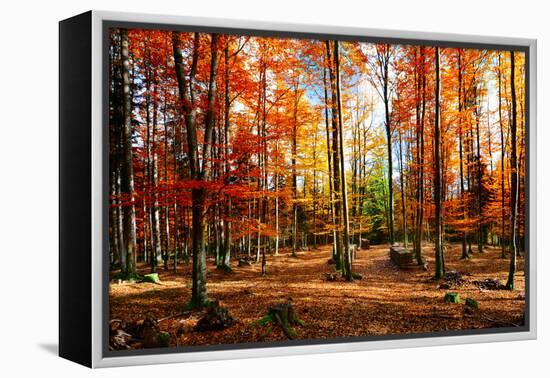Colorful World-Philippe Sainte-Laudy-Framed Premier Image Canvas