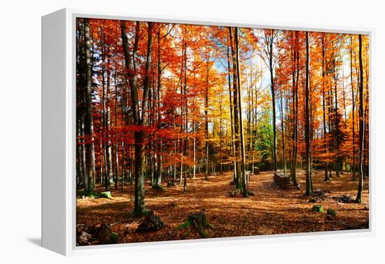 Colorful World-Philippe Sainte-Laudy-Framed Premier Image Canvas