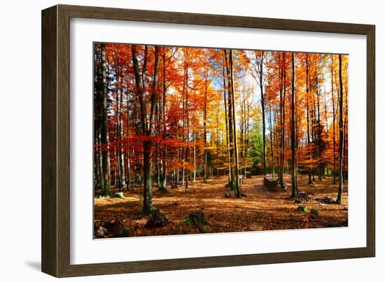 Colorful World-Philippe Sainte-Laudy-Framed Photographic Print