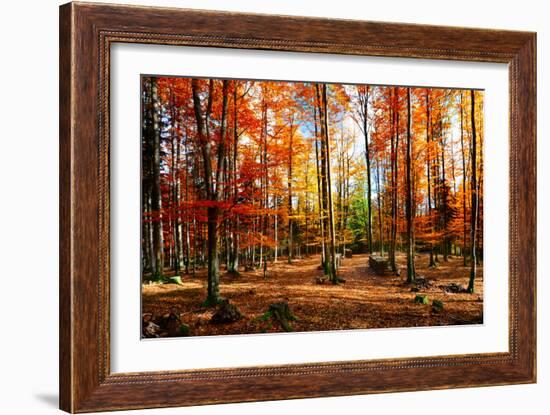 Colorful World-Philippe Sainte-Laudy-Framed Photographic Print