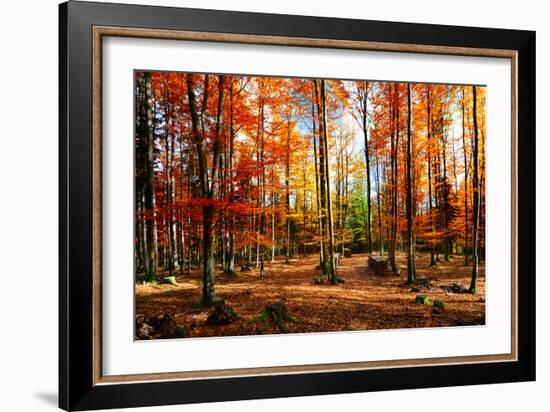 Colorful World-Philippe Sainte-Laudy-Framed Photographic Print