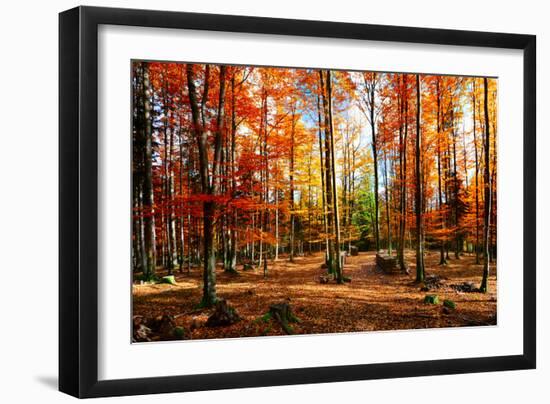 Colorful World-Philippe Sainte-Laudy-Framed Photographic Print