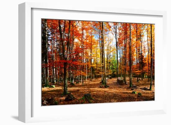 Colorful World-Philippe Sainte-Laudy-Framed Photographic Print