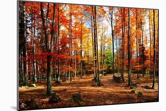 Colorful World-Philippe Sainte-Laudy-Mounted Photographic Print