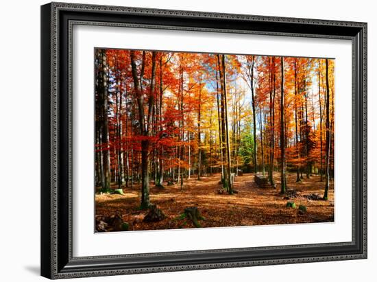 Colorful World-Philippe Sainte-Laudy-Framed Photographic Print