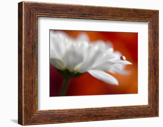 Colors and cream-Heidi Westum-Framed Photographic Print