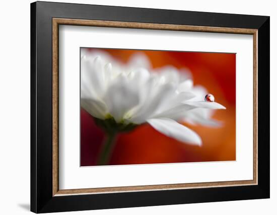 Colors and cream-Heidi Westum-Framed Photographic Print